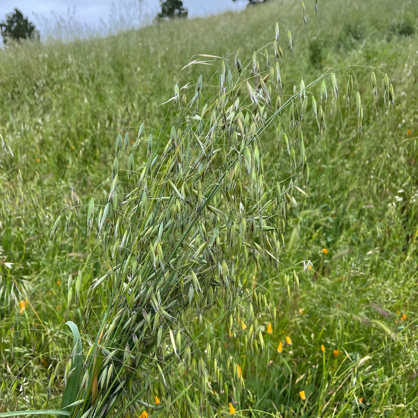 Hand holding a bundle of milky oats against a background of a grassy field with trees.
