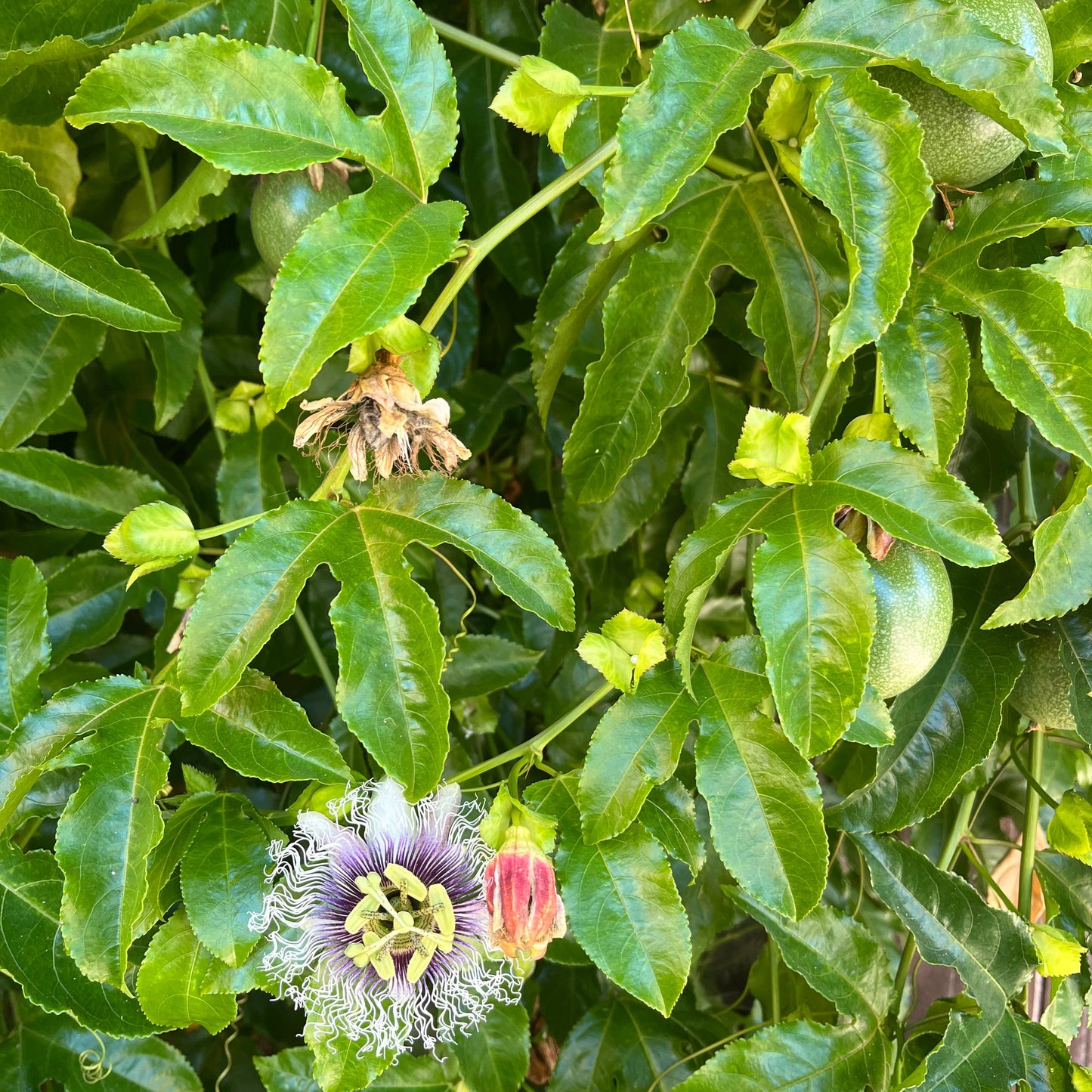 Maypop flower, vine, and fruit.