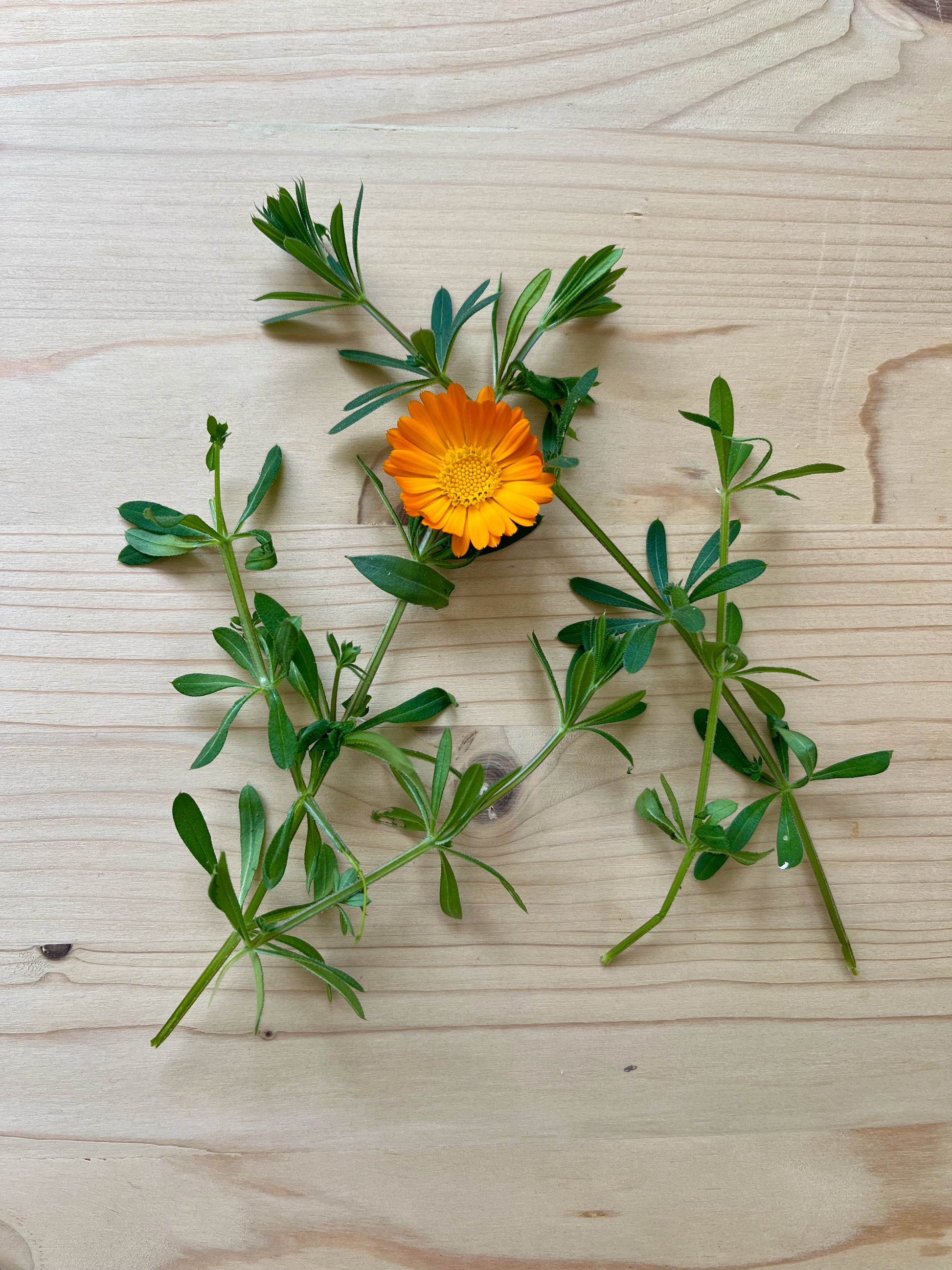 Calendula and Cleaver on wooden background