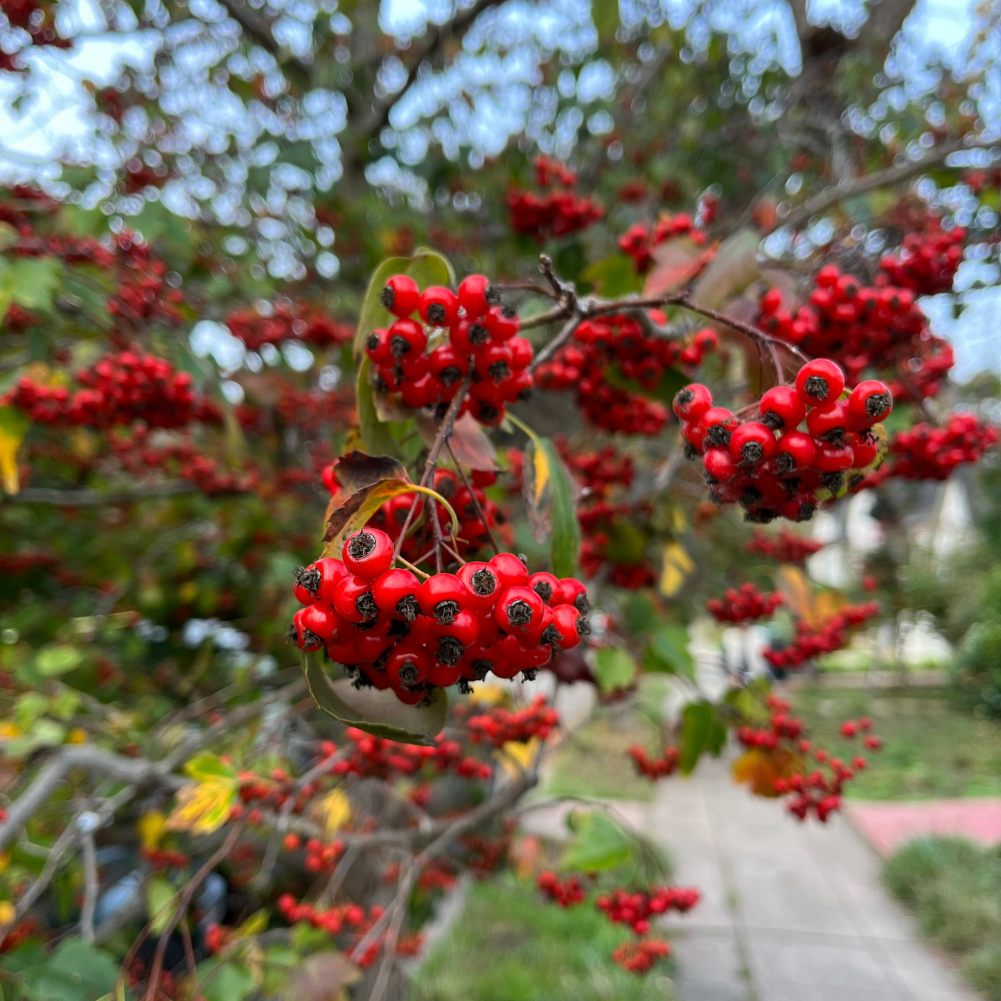 Red berries on a tree with a blurred background