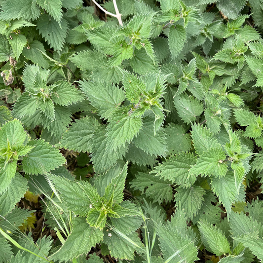 stinging nettles