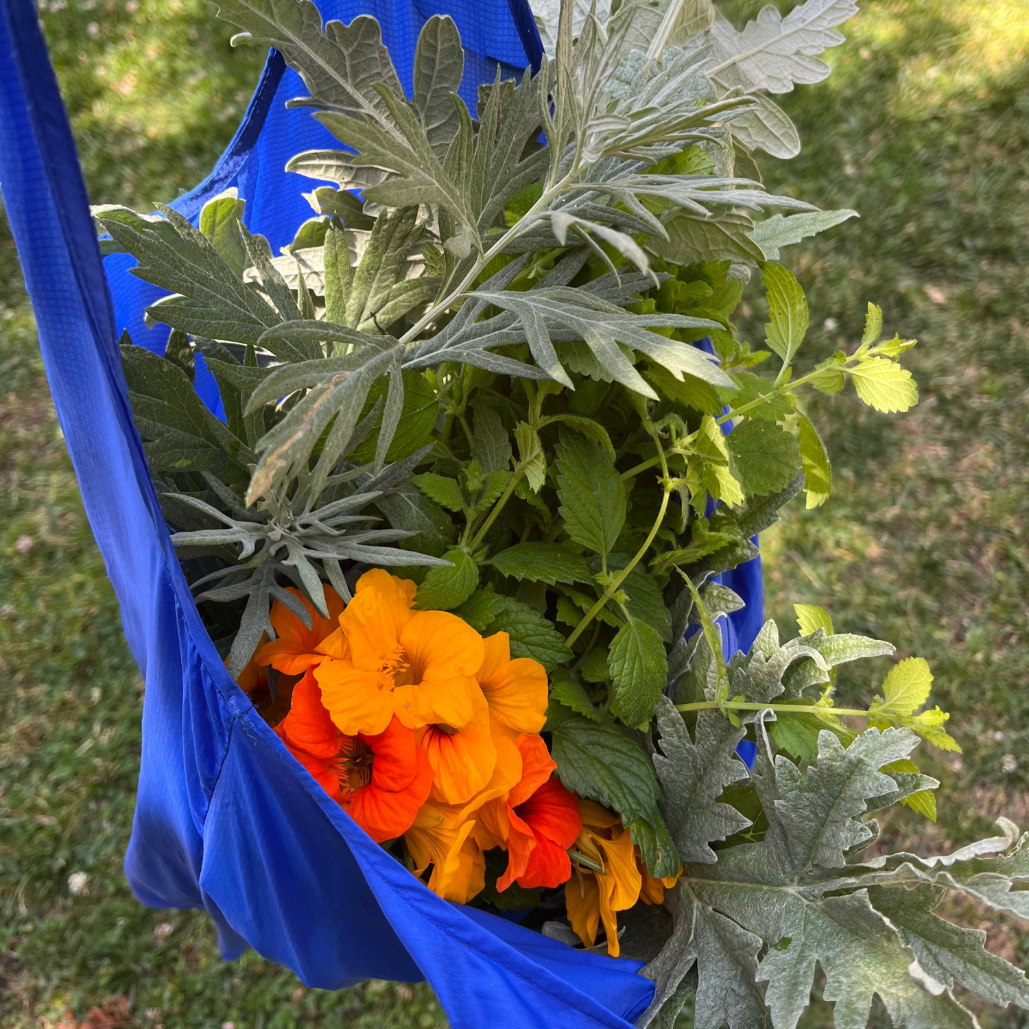 nasturtium, lemon balm, and mugwort in a blue bag. 