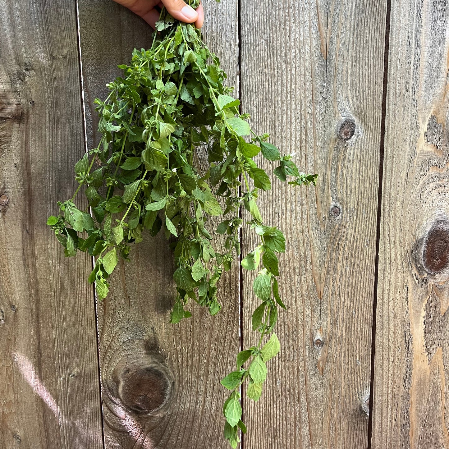 Hand holding a bundle of fresh lemon balm on a wooden surface