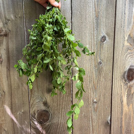 Hand holding a bundle of fresh lemon balm on a wooden surface