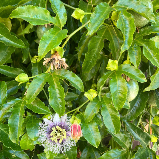 Maypop flower, vine, and fruit.