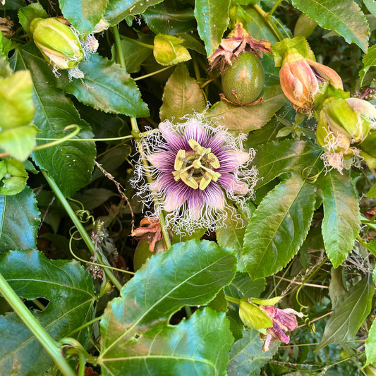 Maypop flower, vine, and fruit.