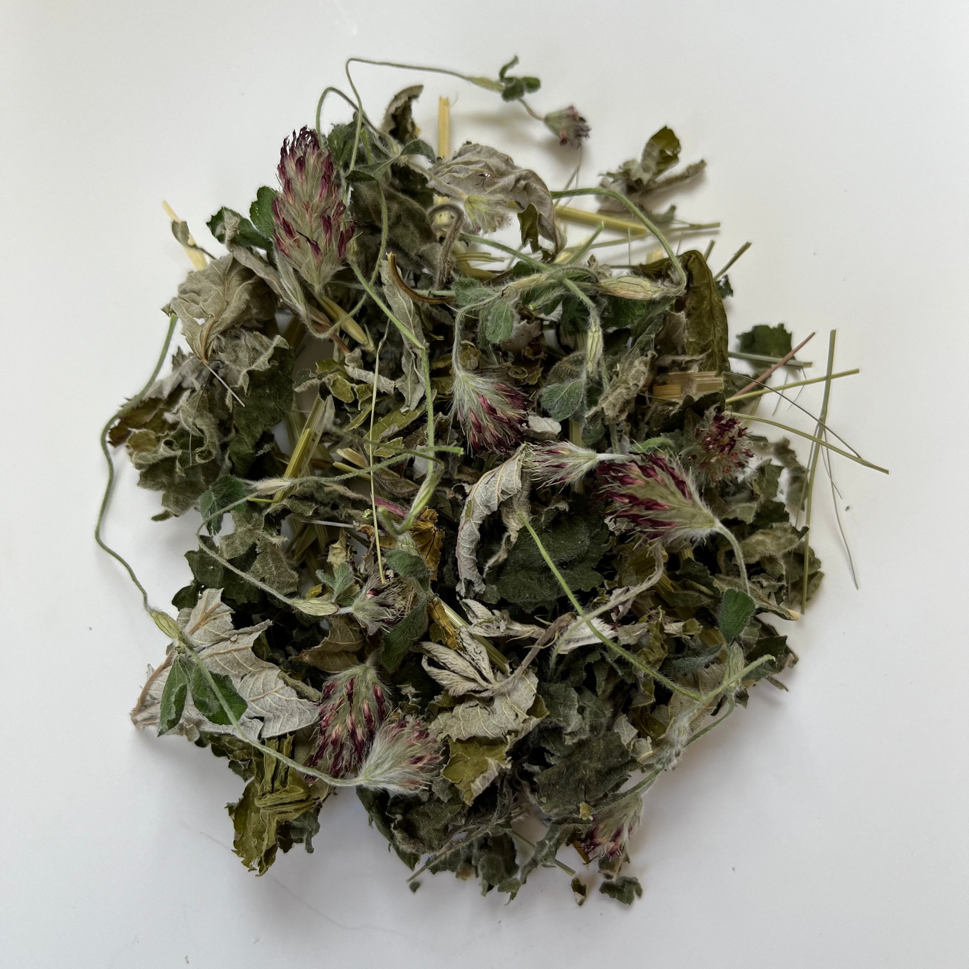 Dried green leaves and red flower buds on a white background