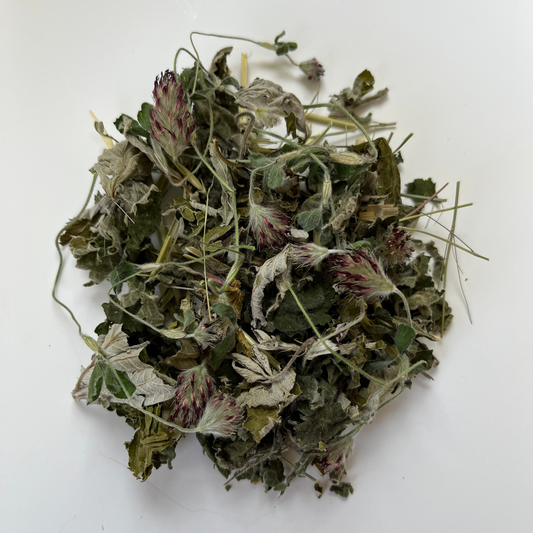 Dried green leaves and red flower buds on a white background