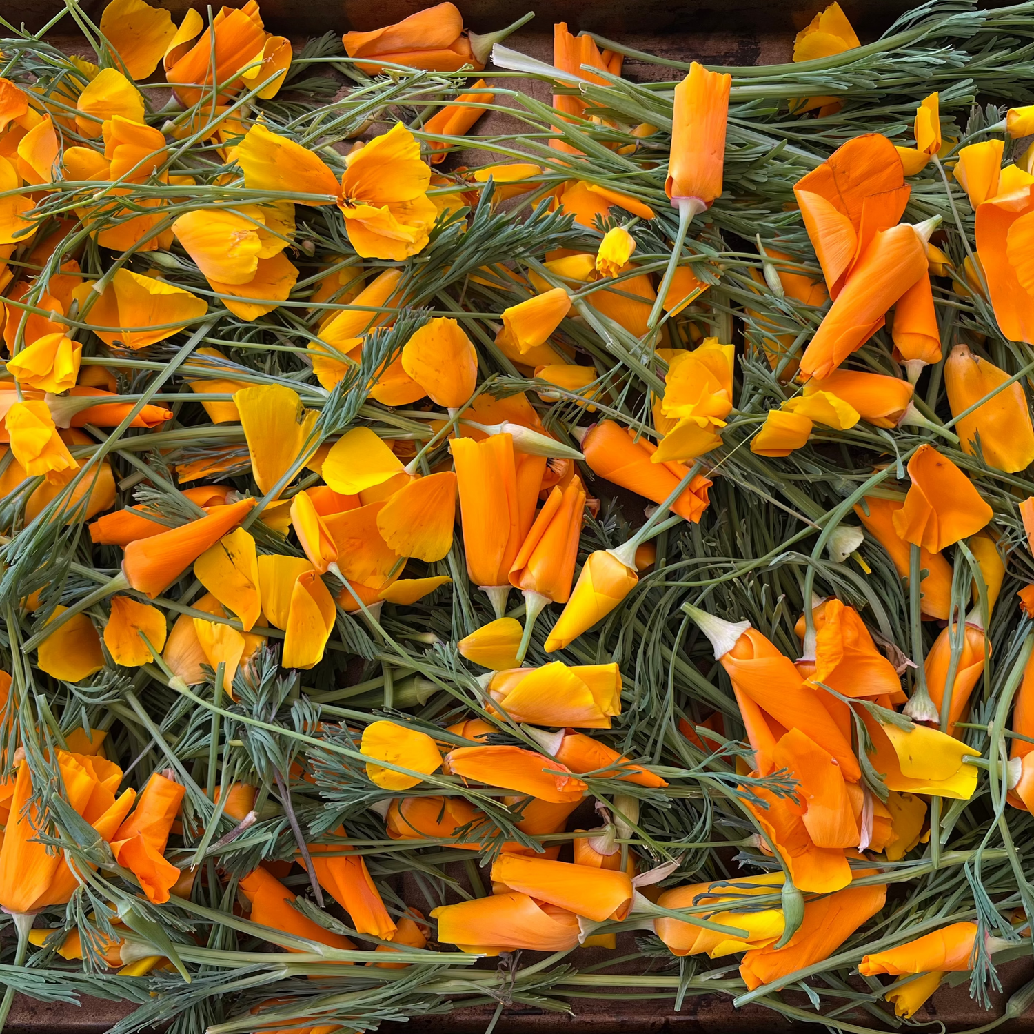 Collection of fresh orange california poppies on a dark background