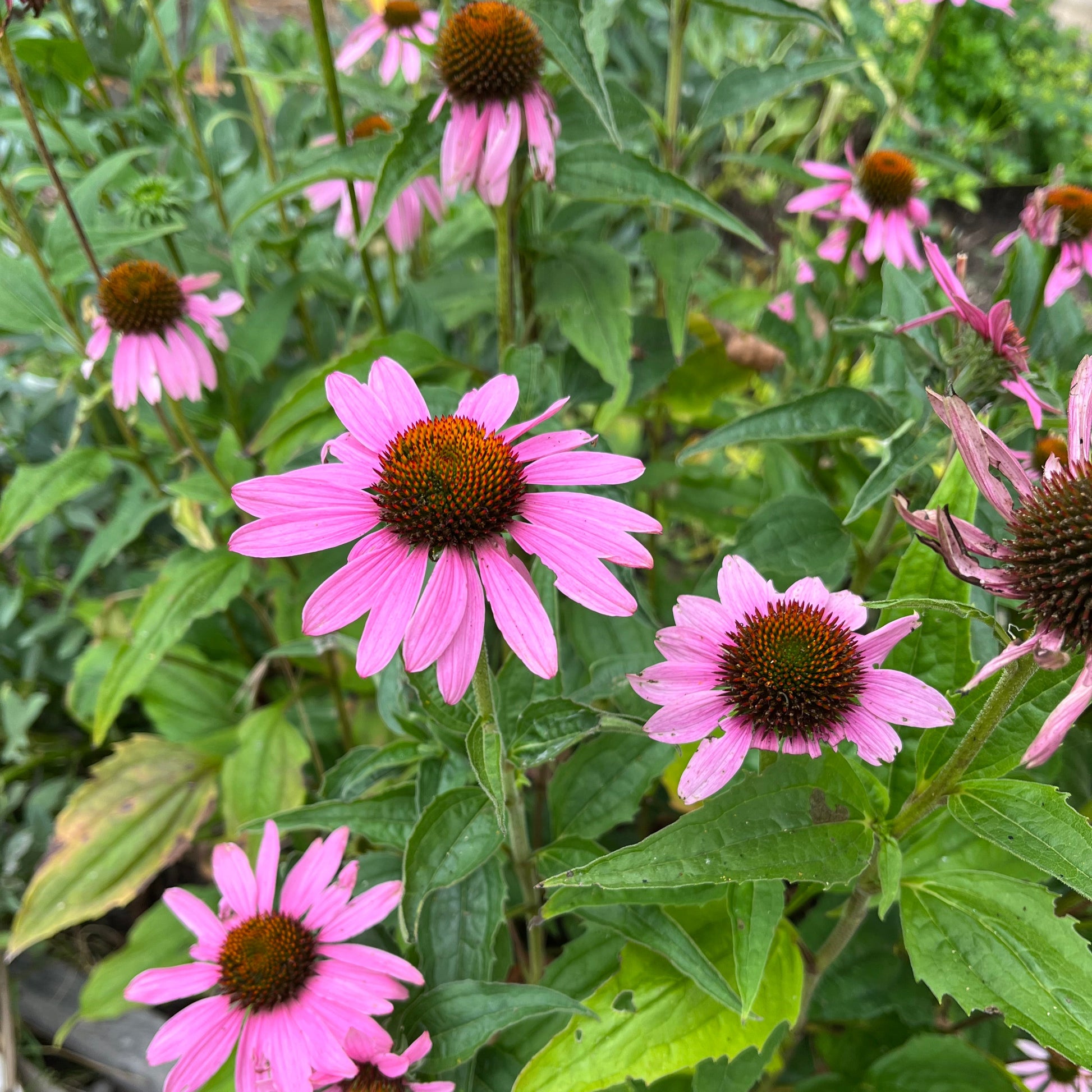 pink echinacea flower and green leaves