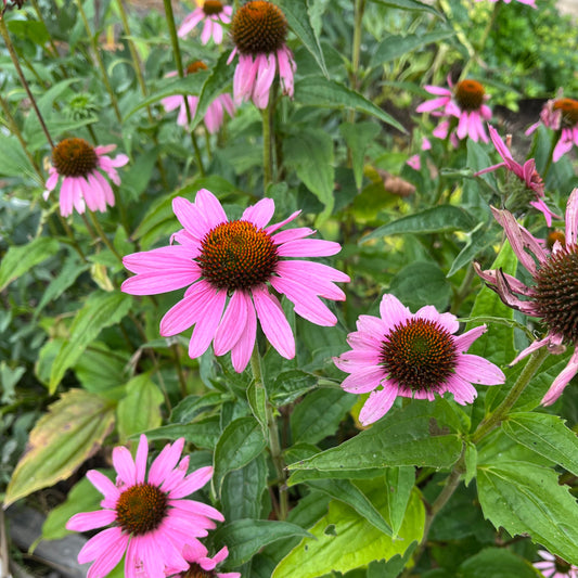 pink echinacea flower and green leaves